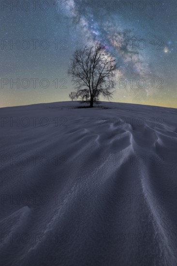 A solitary tree stands on a snow-covered hill under a vibrant night sky in Iceland The Milky Way