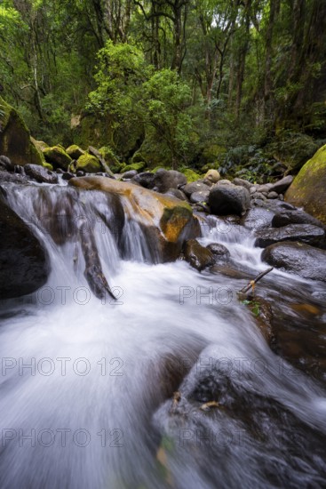 Mhlwazini River flows through thick forest, original mountain forest, Rainbow Gorge,