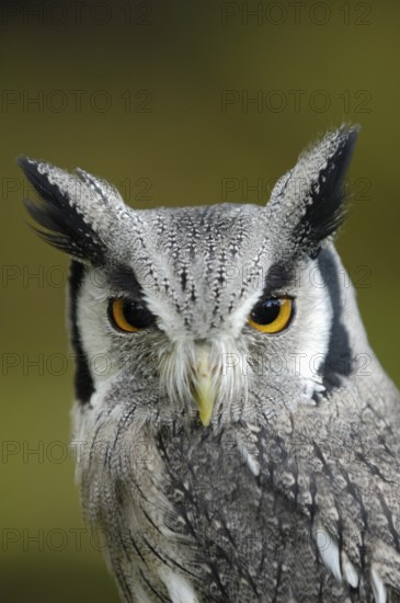 Südliche Weißgesichtseule (Ptilopsis granti) Portrait, captive, Heimat Süd-Kenia bis Namibia,