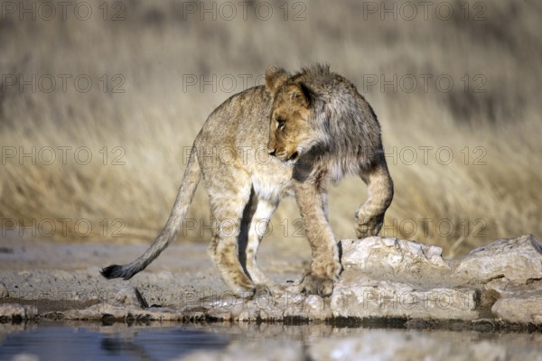 African lion, (Panthera leo) South Africa