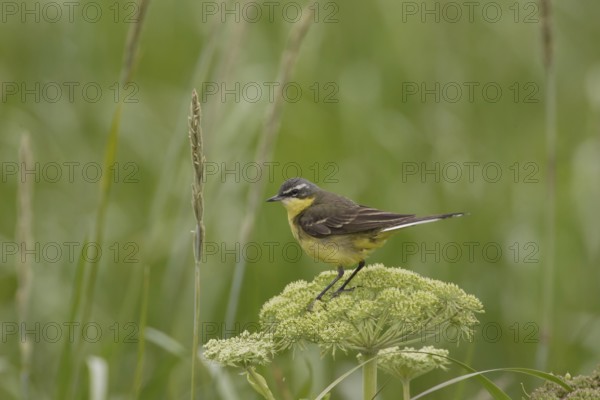 Eastern Yellow Wagtail (Motacilla tschutschensis), Alaska, USA