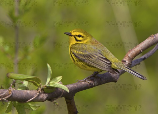 Prairie Warbler, male