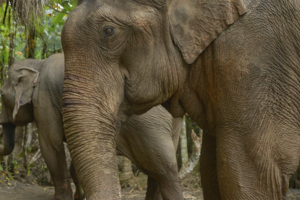 Close-up of Asian elephants amidst Thailand's vibrant jungle. The elephant's textured skin and calm