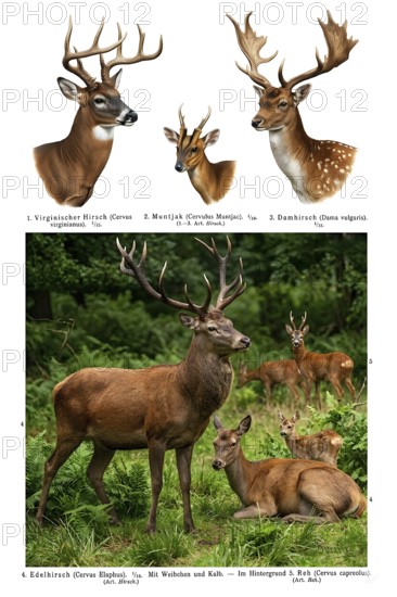Display board deer, deer (Cervus), fallow deer (Dama dama), fallow deer, animal world, animal