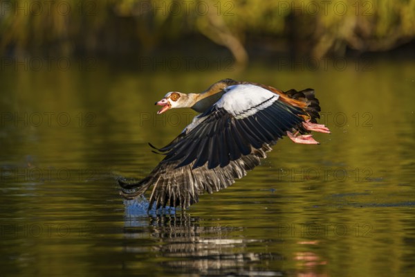 Flying Egyptian goose (Alopochen aegyptiaca) starting from a lake, invasive species, Bavaria,