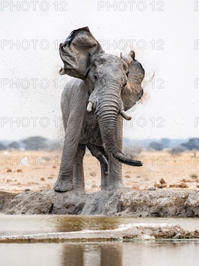 African elephant (Loxodonta africana), adult male, shaking with flapping ears, at the waterhole,