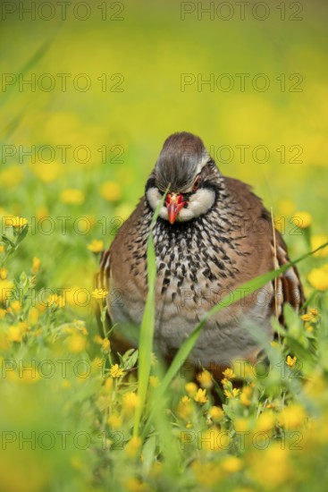 A red-legged partridge stands gracefully among vibrant yellow wildflowers, showcasing its