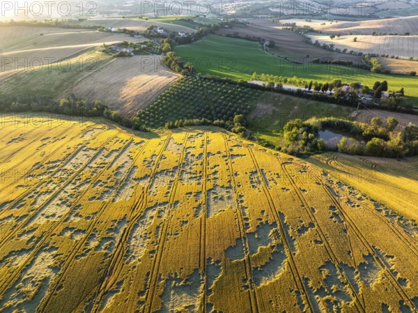 The tranquil beauty of the Italian countryside, with the golden fields of Macerata, lush