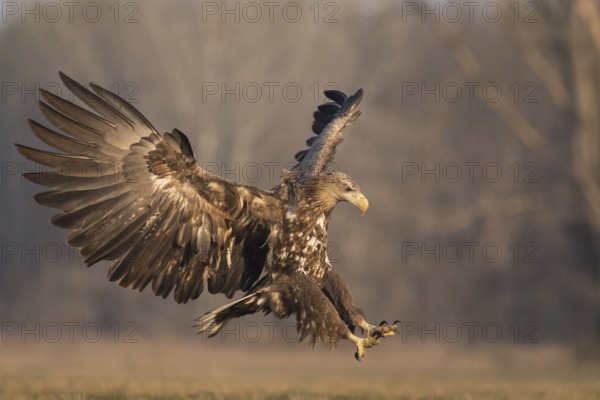White-tailed Eagle (Haliaeetus albicilla) subadult landing, Subotica, Hungary