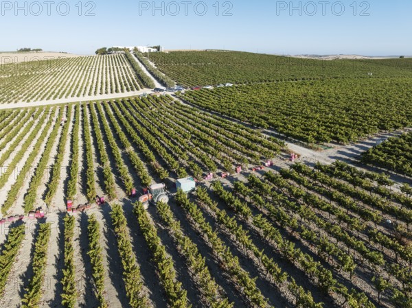 Vintage at the La Canariera vineyard of the Bodega González Byass near the town of Jerez de la
