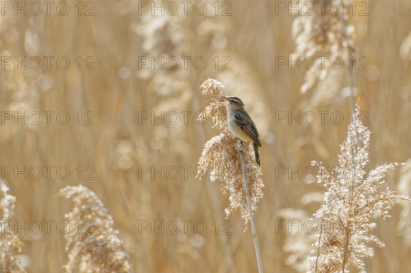 Eurasian reed warbler (Acrocephalus scirpaceus) perched on dry reed stem in wetland habitat,