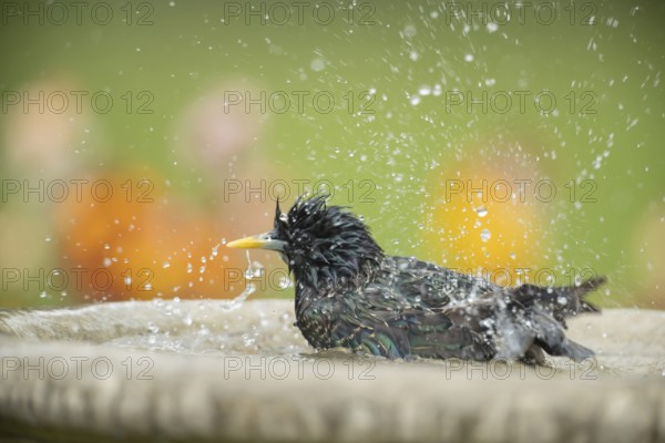 European starling (Sturnus vulgaris) adult bird washing in a bird bath, Suffolk, England, United
