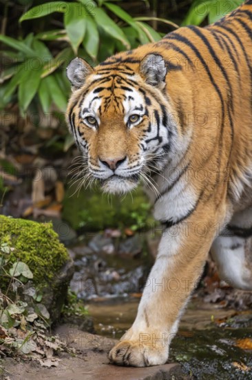 Siberian tiger or Amur tiger (Panthera tigris altaica) walking on the ground in autumn, captive,