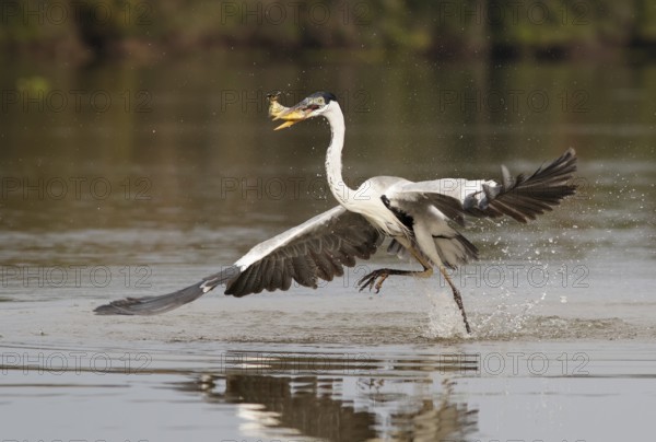 Cocoi Heron (Ardea cocoi) with fish prey in beak, Pantanal, Brasilien
