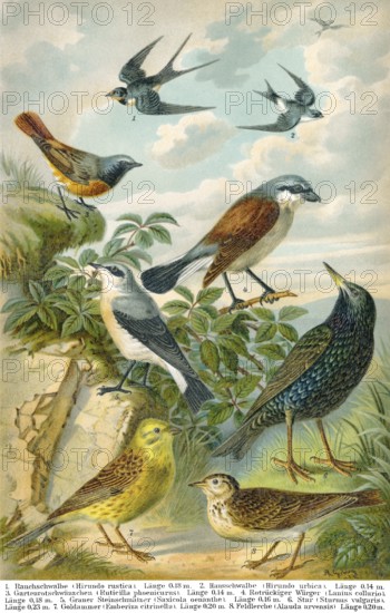 Historical illustration, 19th Century, middle-europe songbirds, mitteuropäische Singvögel,