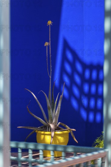Majorelle Garden, botany, flora, cactus, plant, botany, tropical, climate, architecture, indigo,