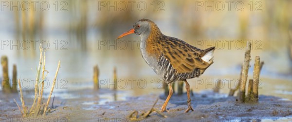 Water rail, (Rallus aquaticus), biotope, habitat, animal, animals, birds, rail family, Der Spieß