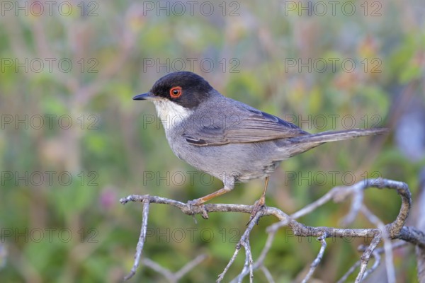 Velvet-headed warbler, (Sylvia melanocephala), warbler family, biotope, habitat, perch, foraging,
