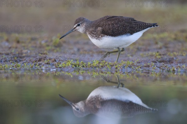 Green Sandpiper (Tringa ochropus) foraging, North Rhine-Westphalia, Germany