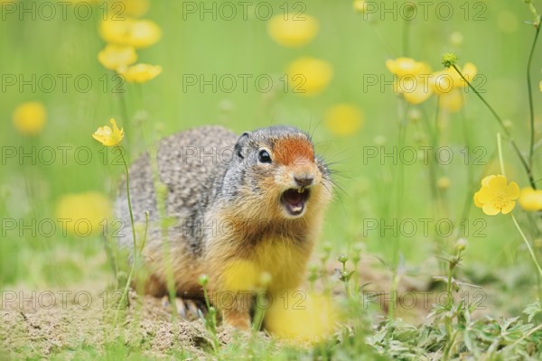 Columbia ground squirrel (Urocitellus columbianus, Spermophilus columbianus) sits calling at a