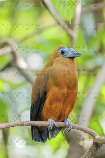 A capuchin bird (Perissocephalus tricolor) sits on a branch in a green tropical forest. It is found
