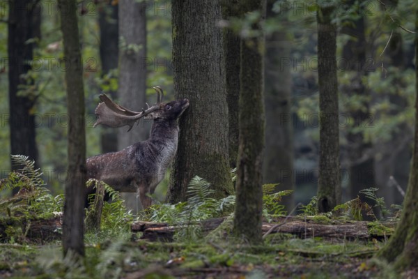 A fallow deer (Dama dama) marks the trunk of an oak tree with the secretion of the pre-eye gland,