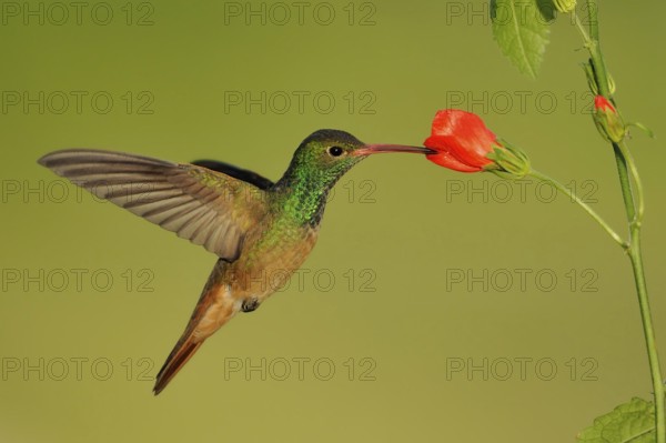 Buff-bellied Hummingbird (Amazilia yucatanensis), Texas, USA