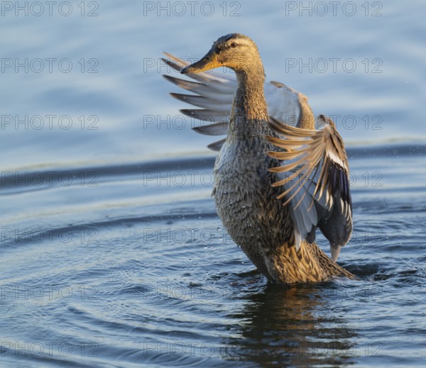 Mallard (Anas platyrhynchos), female, on a lake, flapping her wings, blue water, Lower Saxony,