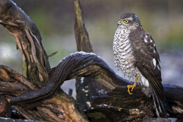 Eurasian Sparrowhawk (Accipiter nisus) female perched on a branch, Saxony-Anhalt, Germany
