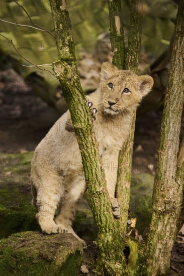 Asiatic lion (Panthera leo persica) climbing a small tree, captive