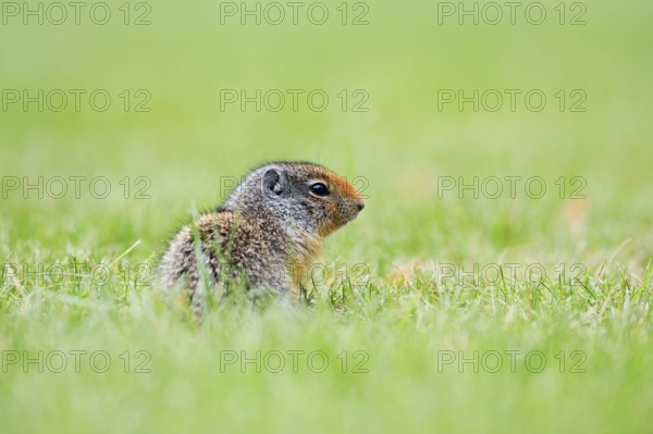 Columbia ground squirrel (Urocitellus columbianus, Spermophilus columbianus), juvenile, Waterton