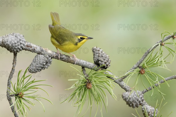 Kentucky Warbler (Geothlypis formosa) female perched on a branch, Texas, USA