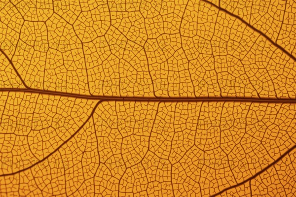 This image captures the intricate texture of a leaf skeleton, showcasing a delicate network of