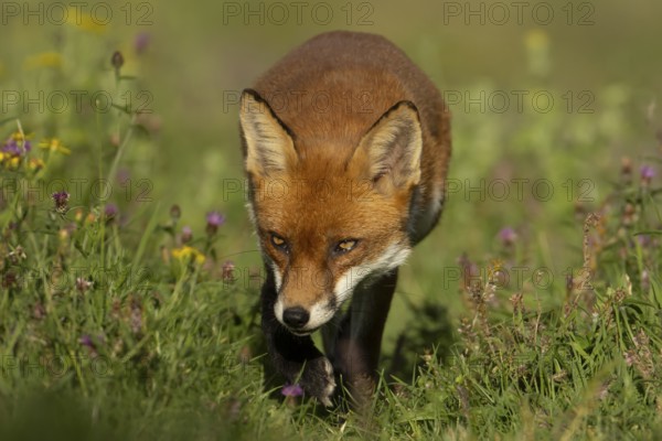 Red fox (Vulpes vulpes) adult animal amongst wildflowers in countryside grassland in summer,