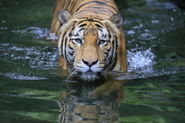 Malaysia tiger (Panthera tigris jacksoni), adult, in water, alert, Malaysia, Southeast Asia