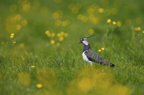 Kiebitz (Vanellus vanellus), Lapwing, Altvogel in einer Blumenwiese (Hahnenfuss), April,