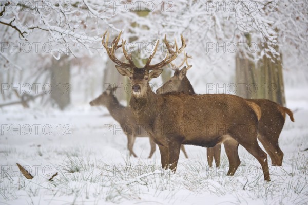 Three deer standing attentively in the snow-covered forest, surrounded by bare trees, winter, red