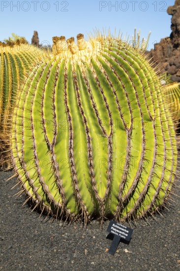 Cactus plants inside Jardin de Cactus designed by César Manrique, Guatiza, Lanzarote, Canary