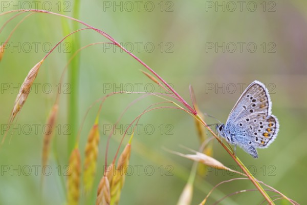 Plebeian Blue, (Plebejus argus), animals, insects, butterflies, butterfly, butterflies, lateral,