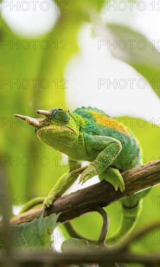 Three-horned chameleon (Trioceros jacksonii), male, between leaves on a branch, Bwindi Impenetrable