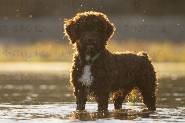 A fluffy dog stands in a sunny river, surrounded by the soft glow of the golden hour. Water