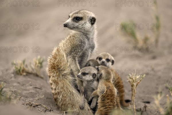 Meerkats or suricates (Suricata suricatta), mother with young, Makgadikgadi Salt Pans, Makgadikgadi