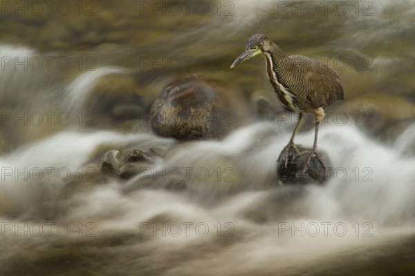 Fasciated tiger heron fishing at the end of the day in the Sarapiqui River in the lowland