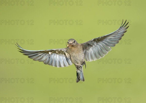Mountain Bluebird (Sialia currucoides) female flying with food in its beak, British Columbia,