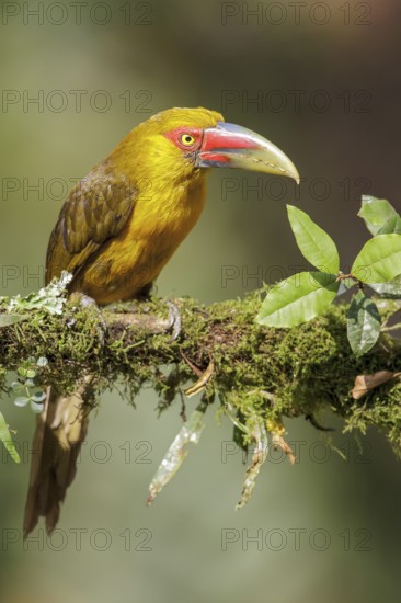 Saffron Toucanet (Pteroglossus bailloni) perched on a branch in the Atlantic rainforest of