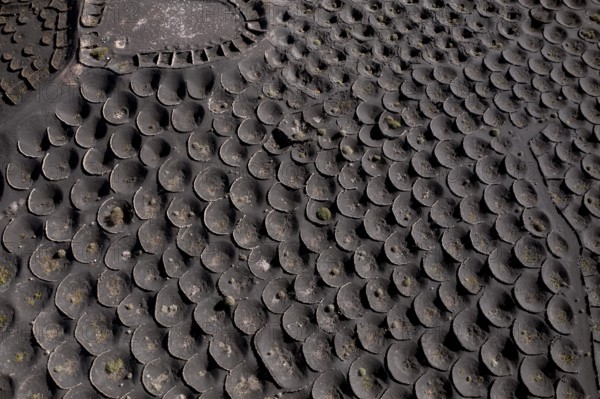 Aerial view of black volcanic soil gridded with circular sunken pits used for grape cultivation,