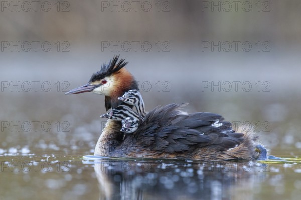 Great Crested Grebe (Podiceps cristatus) with chicks, North Rhine-Westphalia, Germany