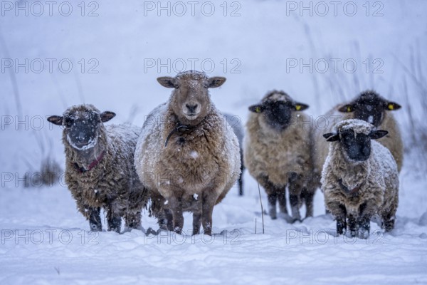 Winter weather, blowing snow, sheep on a snowy pasture, looking for food, thick fur, Elfringhauser