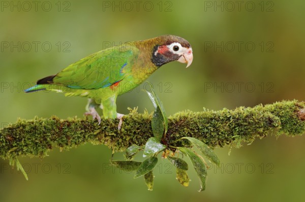 Brown-hooded Parrot, Pionopsitta haematotis, portrait of light green parrot with brown head, Costa