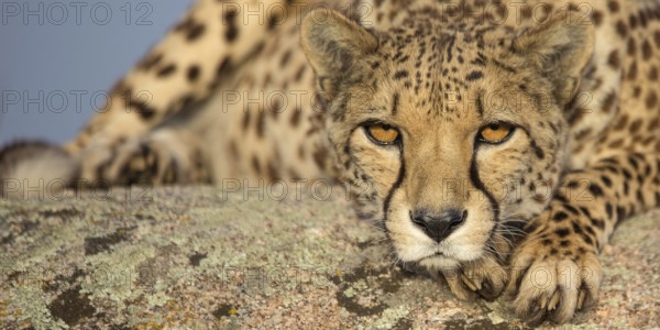 Cheetah (Acinonyx jubatus) female lying on a rock, Castile-La Mancha, Spain